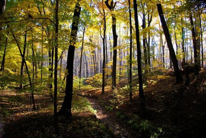 Forest Adventures